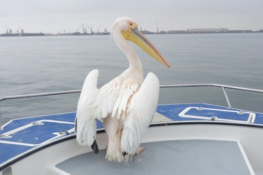 A pelican standing on a boat with a calm water background and industrial structures in the distance. 1