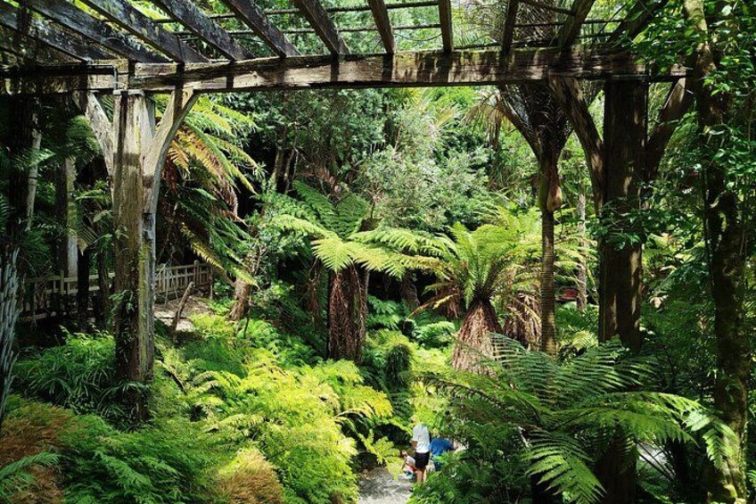 A lush green forest with a wooden bridge and ferns. 4