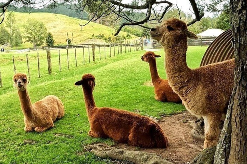 Alpacas resting on a grassy field with a fence in the background. 5