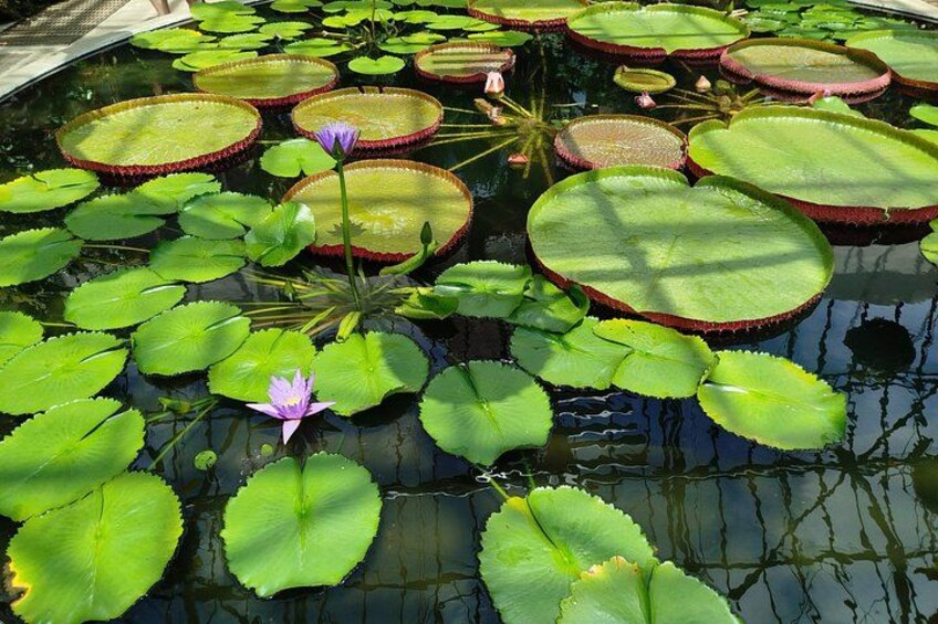 A pond with lily pads and a single purple water lily. 3