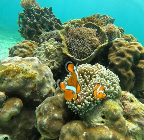 A clownfish among coral formations. 2
