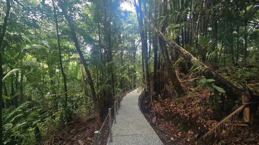 A forested path with dense ferns and trees. 4