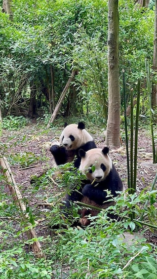 Two pandas eating bamboo in a forest. 2