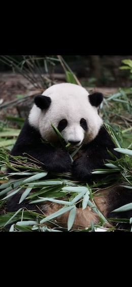 A panda eating bamboo in a natural setting. 1