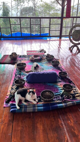 A wooden deck with a colorful mat, two cats, and several bowls. 5