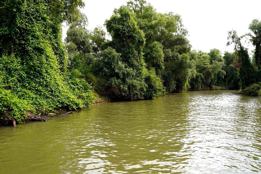 A river with dense greenery on the banks. 2