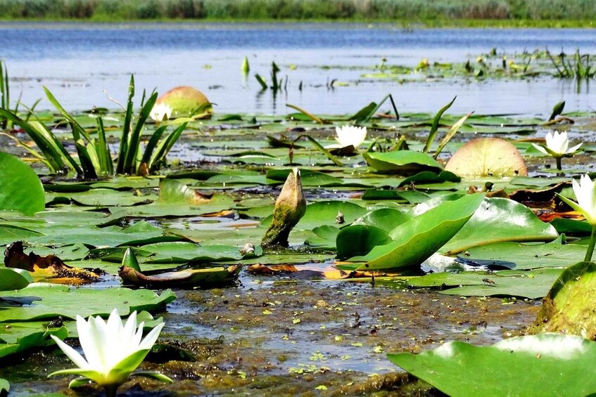 A pond with water lilies and green leaves. 4