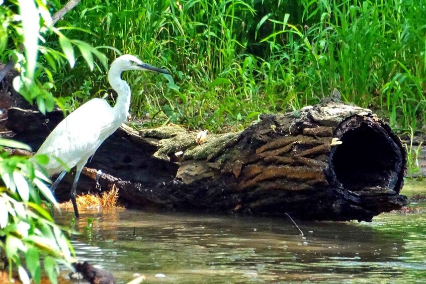 A white bird perched on a log in a water body surrounded by greenery. 1