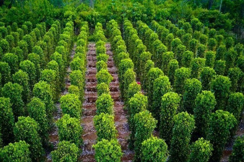 A neatly arranged orchard with rows of trees. 1