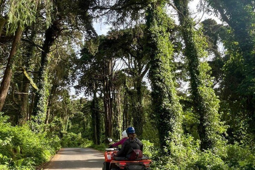 A person riding a red ATV down a narrow forest road surrounded by tall trees and dense foliage. 3