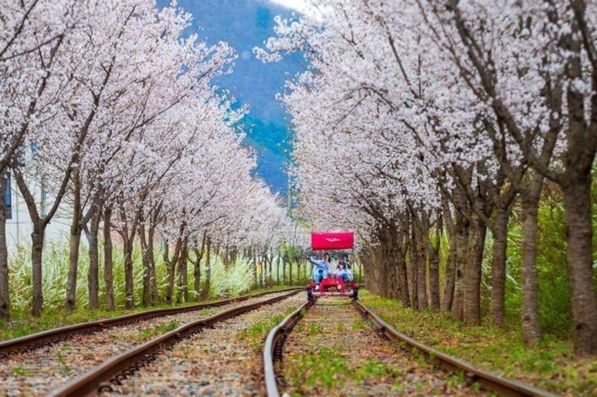 A railway track flanked by cherry blossom trees under a clear sky. 4