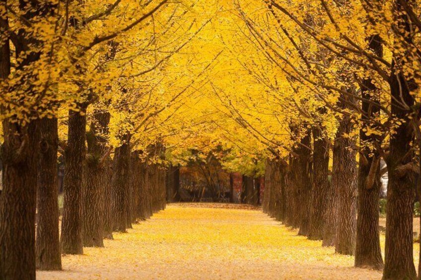 A tree-lined pathway with yellow foliage. 1