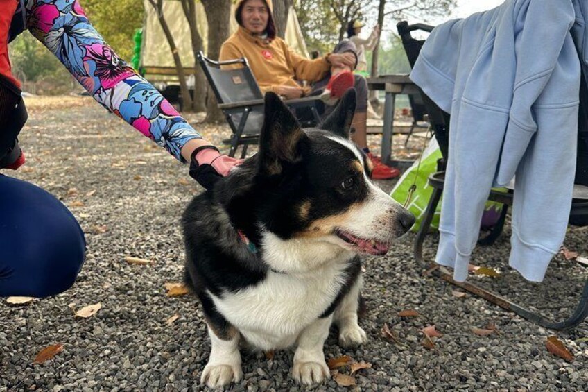 A dog being petted by a person in a park with chairs and a jacket in the background. 3