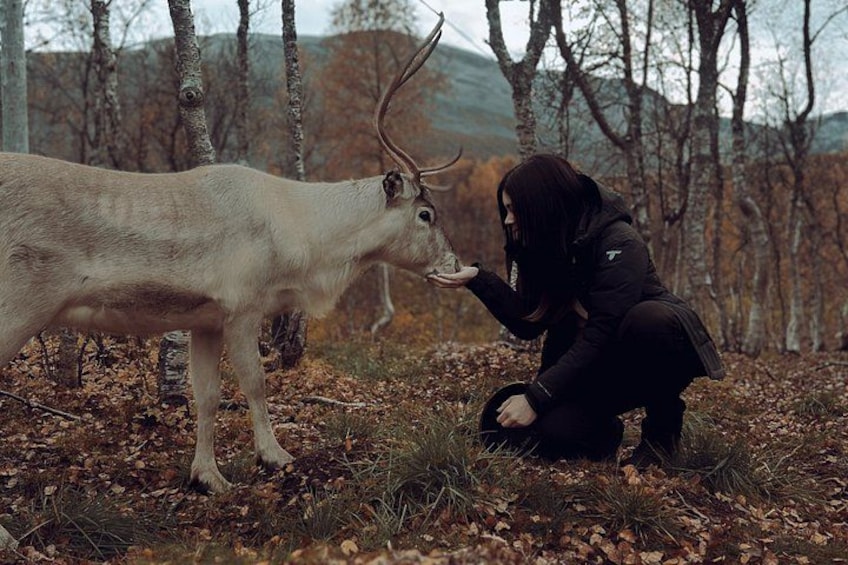 Reindeer Feeding & Sámi Culture Experience in Autumn 1