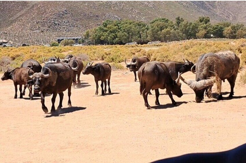 A herd of bison in a desert landscape with sparse vegetation and mountains in the background. 2