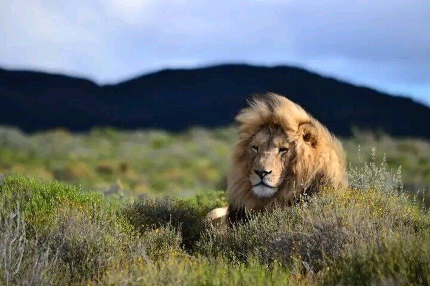 A lion lying in a grassy field with mountains in the background. 4