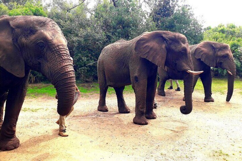 Elephants walking on a dirt path. 5