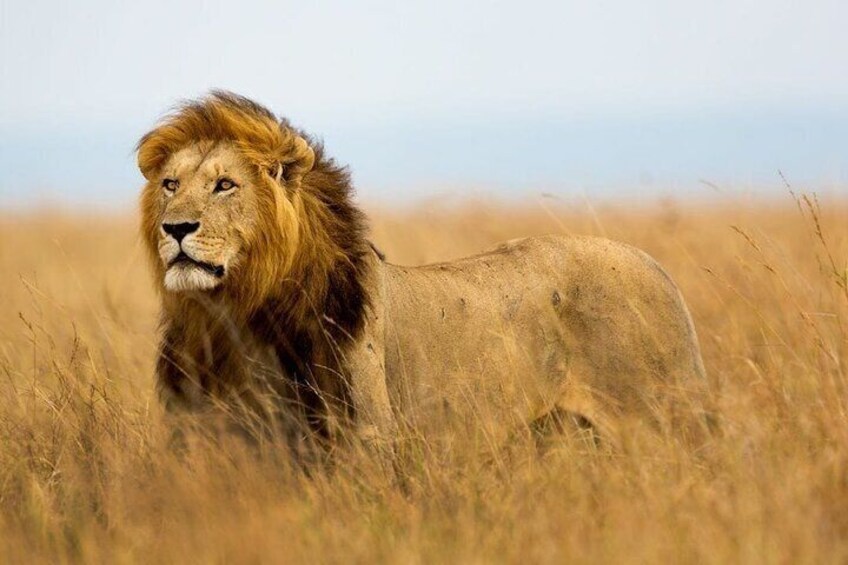 A lion in tall grass. 3