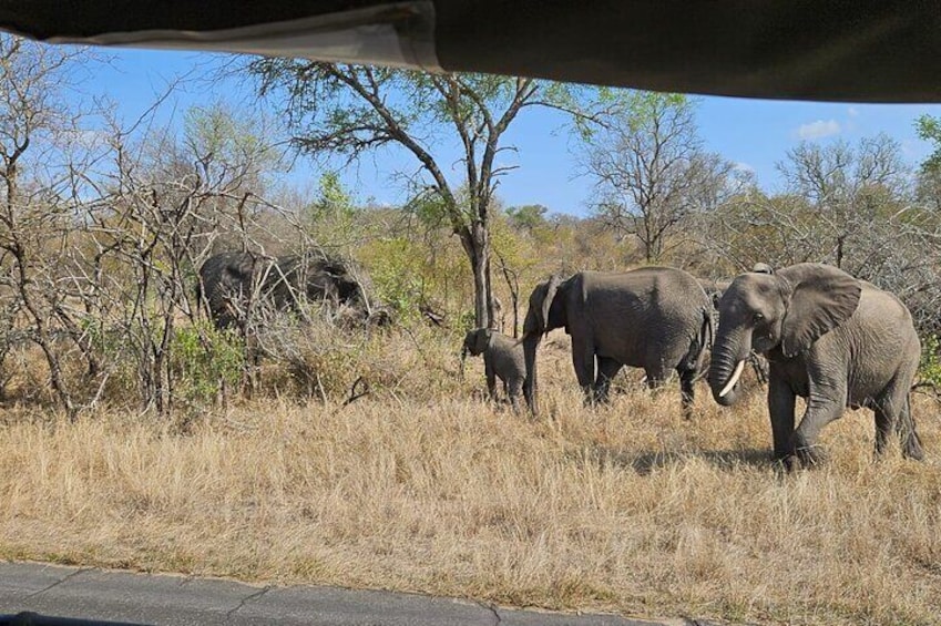 Elephants in a dry grassland with sparse trees. 1