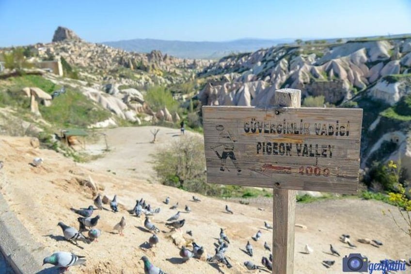 Un letrero de madera con el texto 'Güvercik Vadici Pigeon Valley' y una bandada de palomas en el suelo. 3