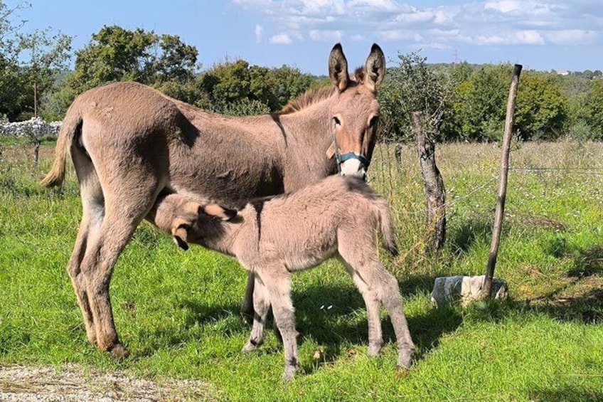 A donkey with a foal in a grassy field with trees and a fence in the background. 4
