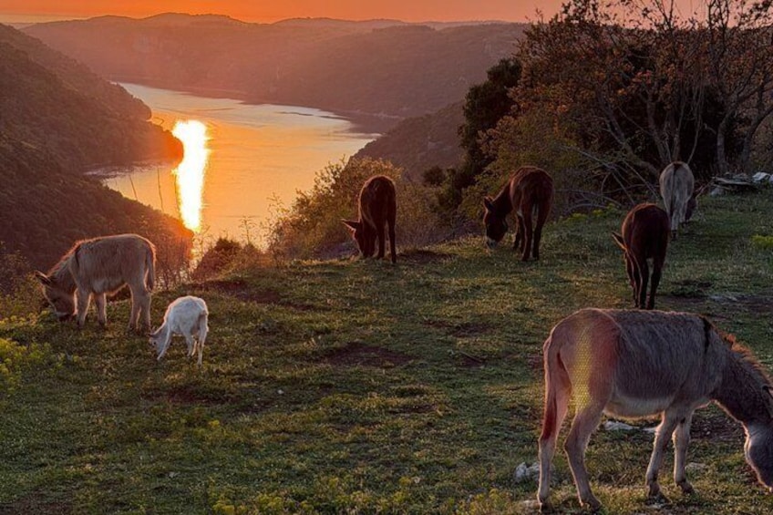 A group of horses grazing in a grassy field with a sunset in the background. 1