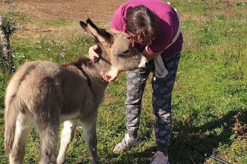 A person petting a donkey in a grassy field. 3