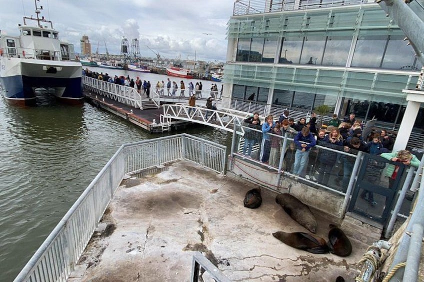 A ferry dock with people watching seals on the pier. 4