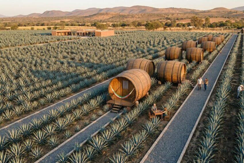 A vineyard with rows of agave plants and wooden barrels, likely for tequila production. 4