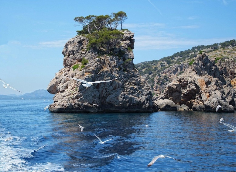 A rocky coastal landscape with a prominent rock formation and a tree on top, surrounded by clear blue water and seagulls. 4