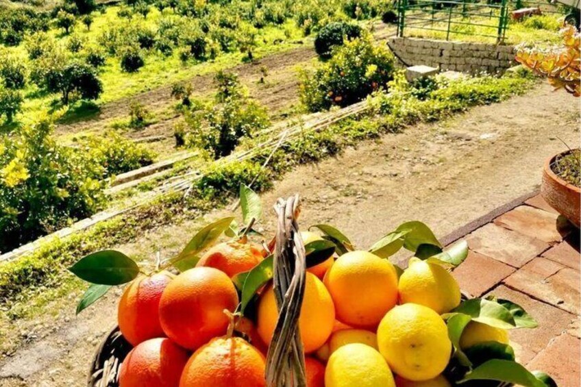 A basket of oranges and lemons on a patio with a garden in the background. 3
