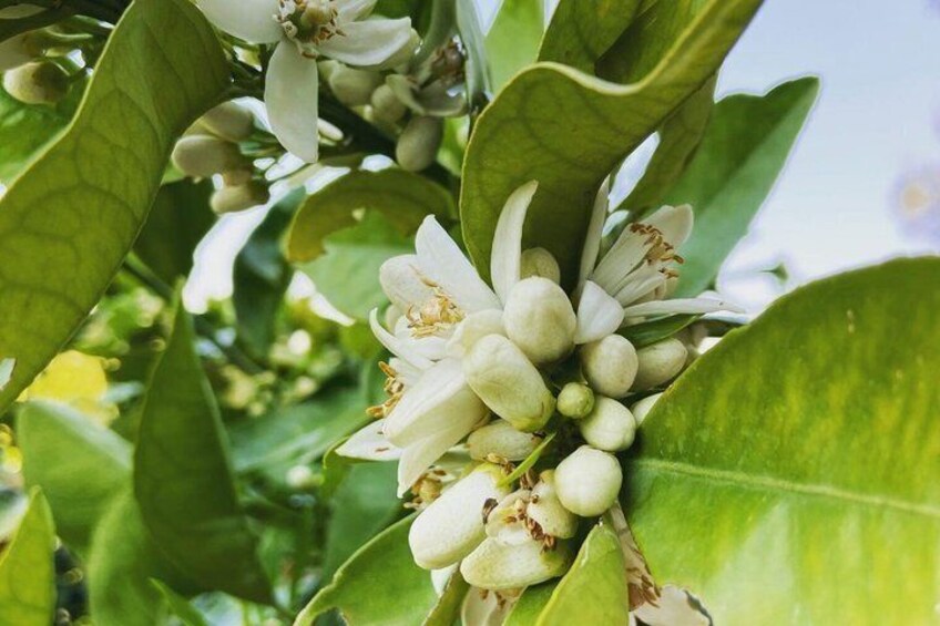 A cluster of white flowers with green leaves. 5