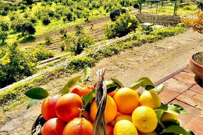 A basket of oranges and lemons on a patio with a vineyard in the background. 2