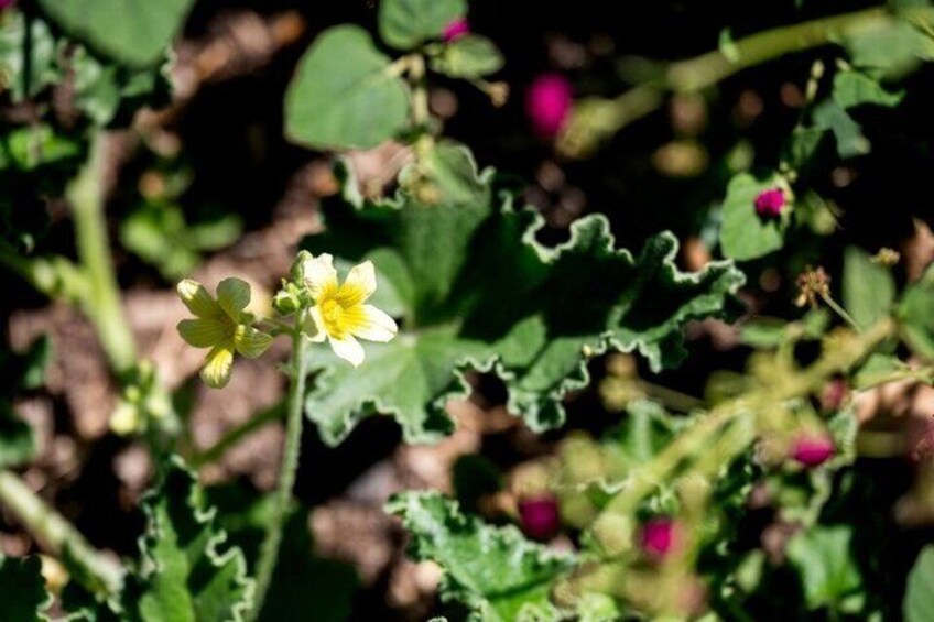 Sicilian aperitif at sunset in the citrus grove 3