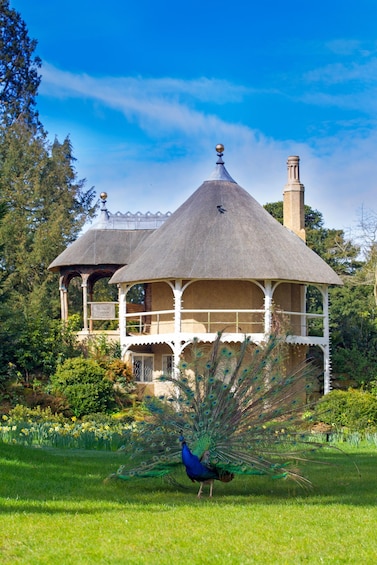 A peacock in a garden with a gazebo. 3