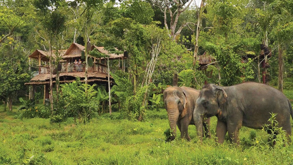 Picture 7 for Activity Phuket: Elephant Sanctuary Canopy Walkway Tour 2