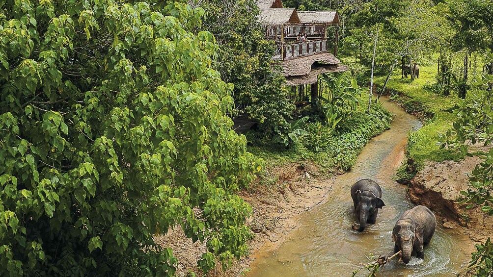 Phuket: Elephant Sanctuary Canopy Walkway Tour 1