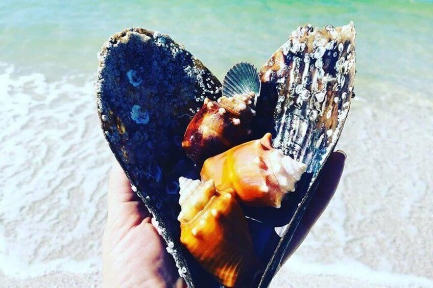 A hand holding a shell with a conch and a scallop on a sandy beach. 3