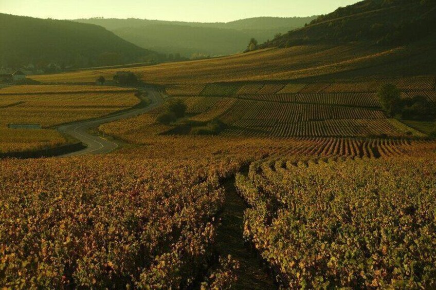 A vineyard with rows of grapevines and a winding road. 4