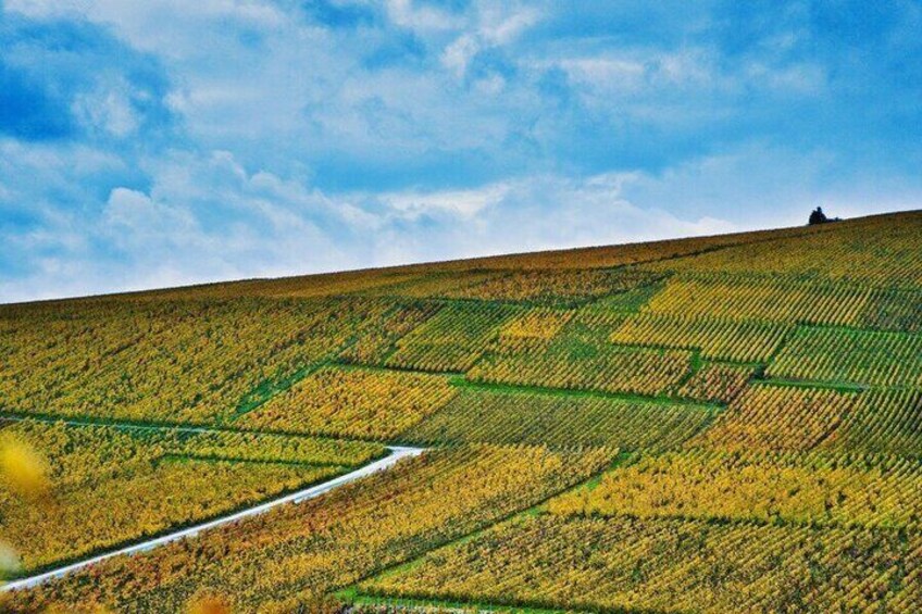 A terraced agricultural field with a winding path. 1
