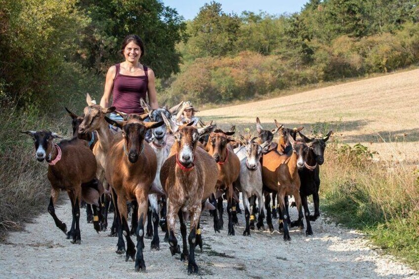 A person leading a group of goats on a dirt path. 3