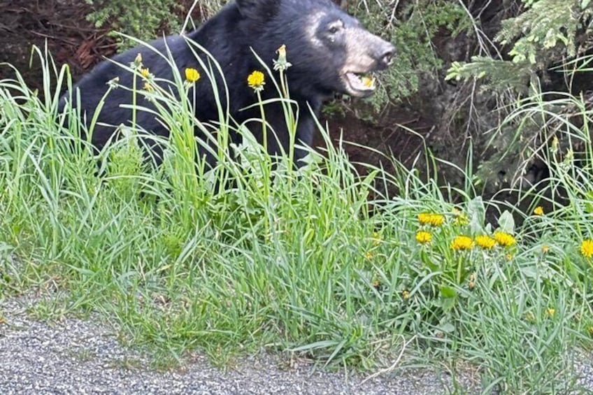 A black bear in a grassy area with yellow flowers. 5