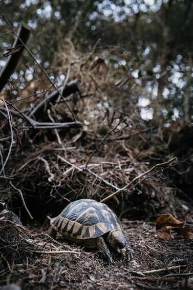 Picture 22 for Activity Rovinj: Paradise Island Kayaking & Wild Tortoises + Drinks 3