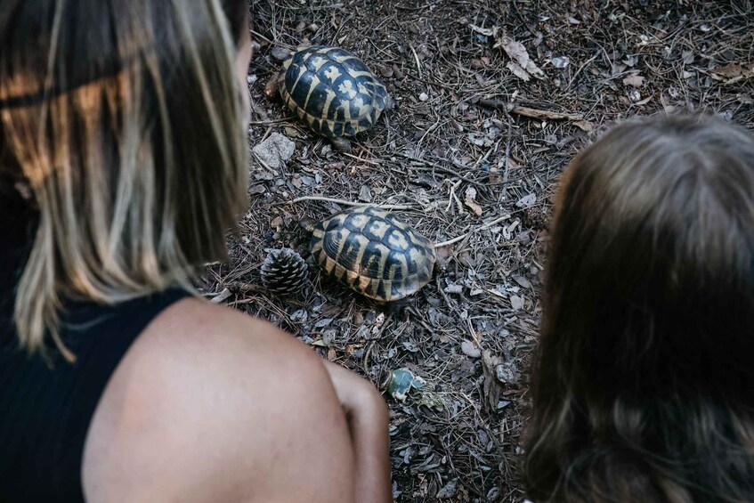 Picture 21 for Activity Rovinj: Paradise Island Kayaking & Wild Tortoises + Drinks 5