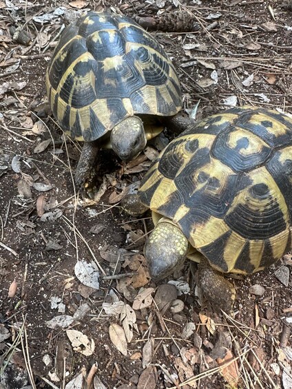 Picture 17 for Activity Rovinj: Paradise Island Kayaking & Wild Tortoises + Drinks 2