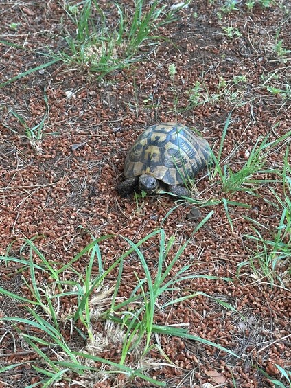 A turtle on a ground covered with brown mulch and green grass. 4