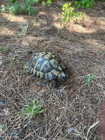 Picture 16 for Activity Rovinj: Paradise Island Kayaking & Wild Tortoises + Drinks 3