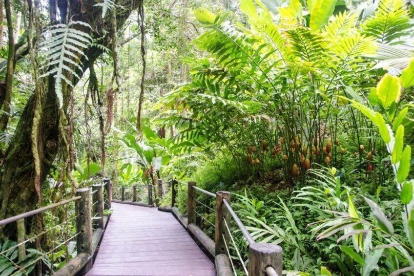 A wooden boardwalk through a dense forest with ferns and large-leafed plants. 2