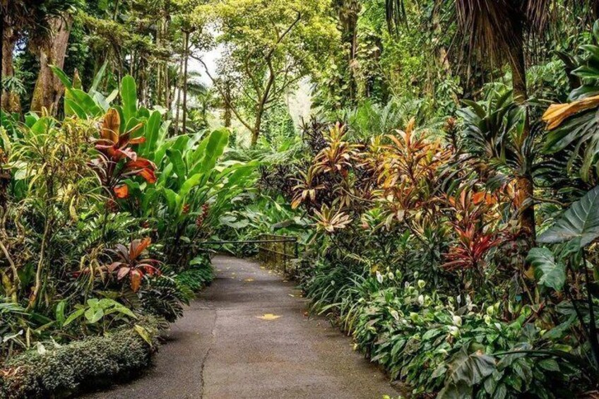 A concrete path flanked by dense tropical foliage. 5