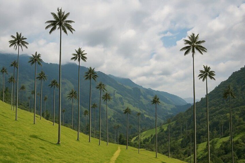 A landscape with a row of tall palm trees on a hillside, a path, and a mountain range in the background. 1